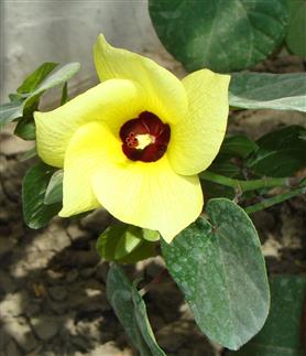 Hibiscus tiliaceus